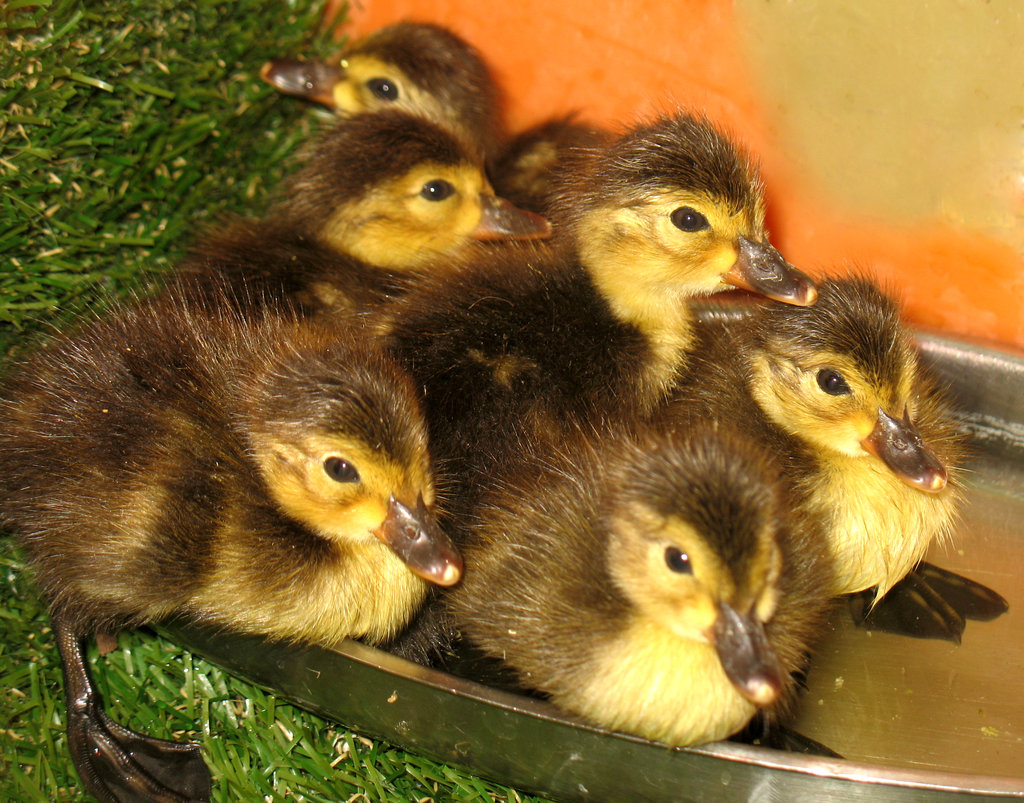Bring Back Israel's Diving Ducks