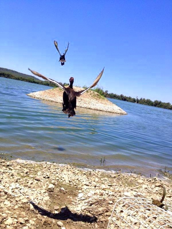 Bring Back Israel's Diving Ducks