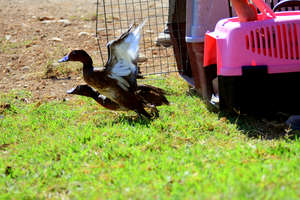 Release of Diving Ducks, Hula Valley Reserve