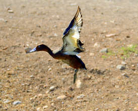 Flying towards the water