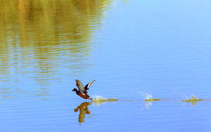 Back home in the wetlands