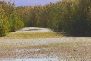 The bigger picture: Diving Ducks in the wetlands