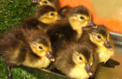Bring Back Israel's Diving Ducks