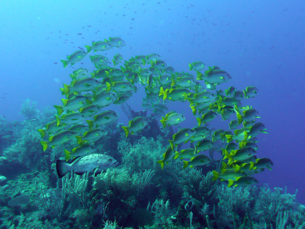 Glover's Reef Research Station, Belize
