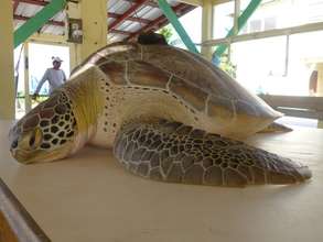 Green turtle with satellite tag.