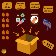 What's in a Shivia Poultry Toolkit?