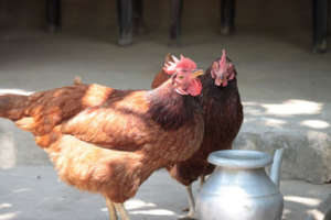 Shivia hens
