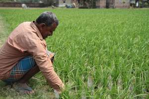 Shivia farmer inspecting his paddy field
