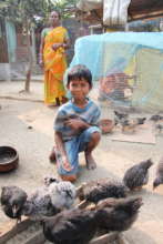 Children love helping look after the chickens