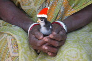 Happy Christmas from Shivia!