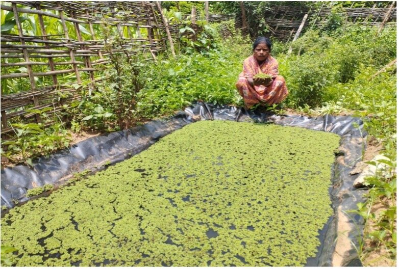 Jayanti showing her Azolla pit