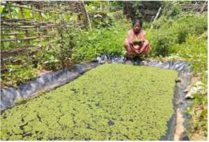 Jayanti showing her Azolla pit