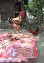Selling eggs and saris is bringing in extra money