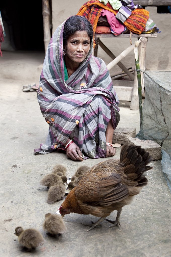 Empowering India's Rural Poor through Poultry