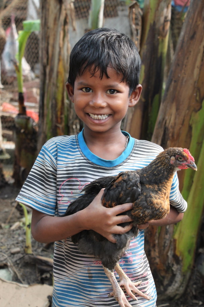 Boy holding hen