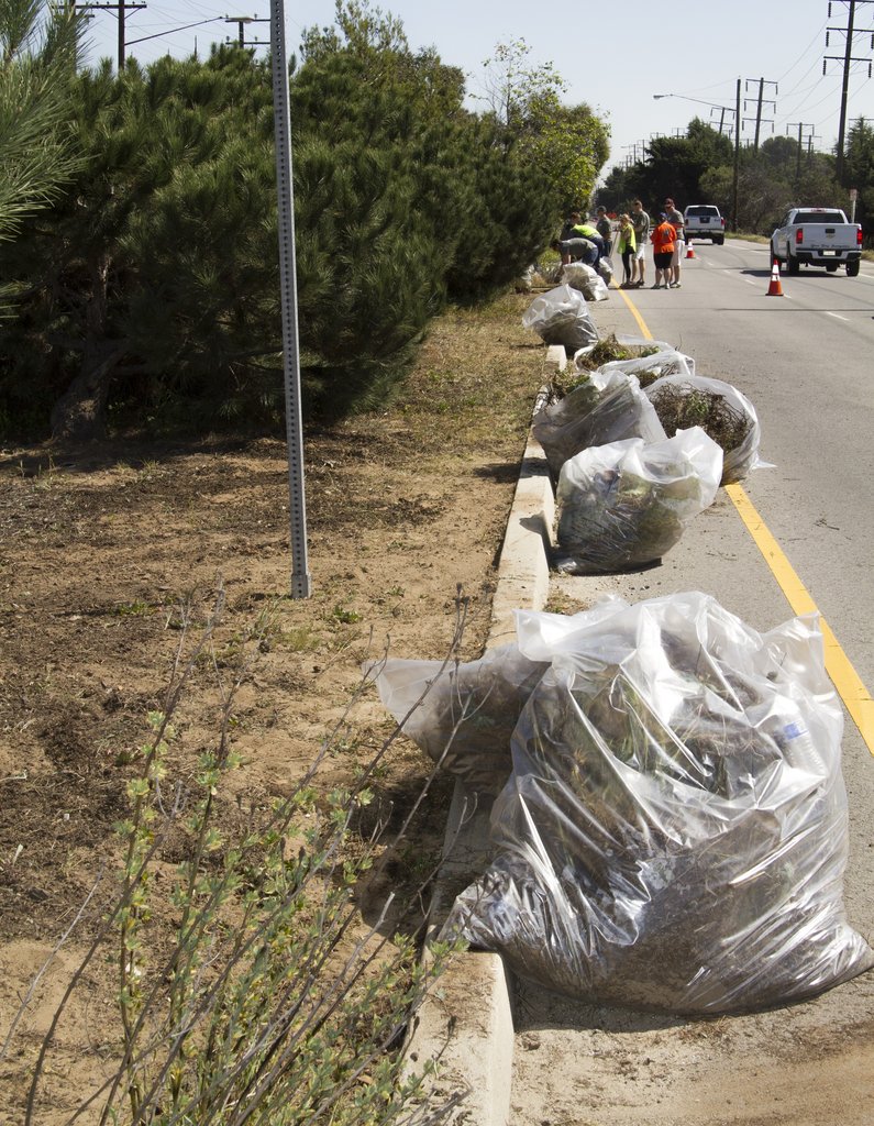 Imperial Hwy lined with bags of trash & invasives