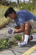 Volunteer removes invasive plants from roadway