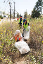 Removing invasives from Trees to the Sea