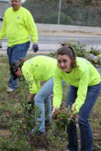Chevron volunteers remove invasives along TttS!