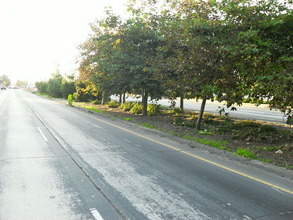 Trees to the Sea - A Green Pollution Barrier