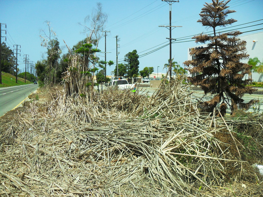 Save our Trees to the Sea