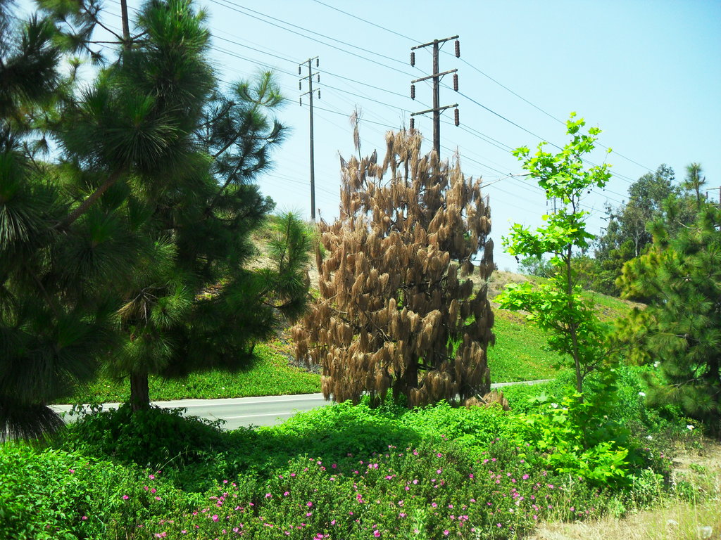 Save our Trees to the Sea