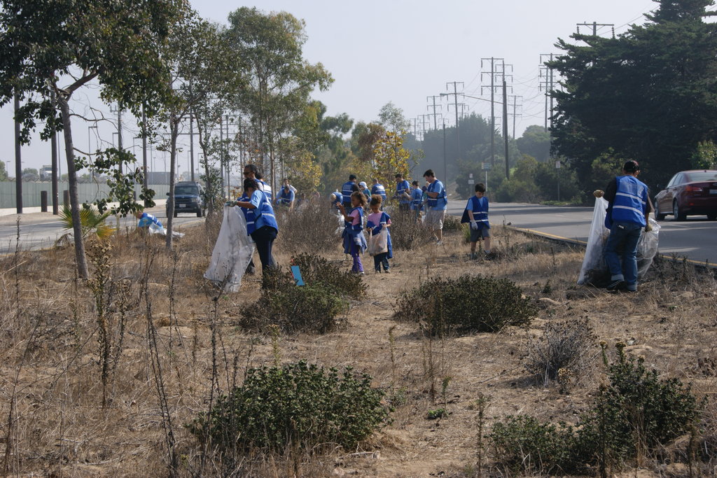 Save our Trees to the Sea
