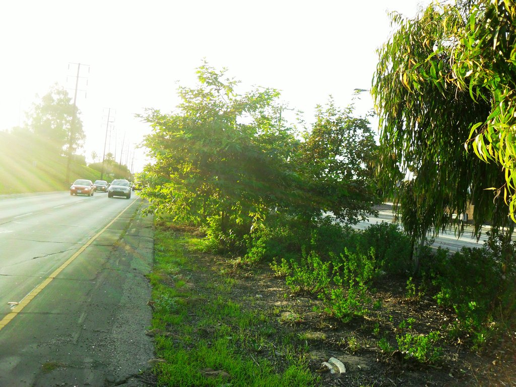Save our Trees to the Sea