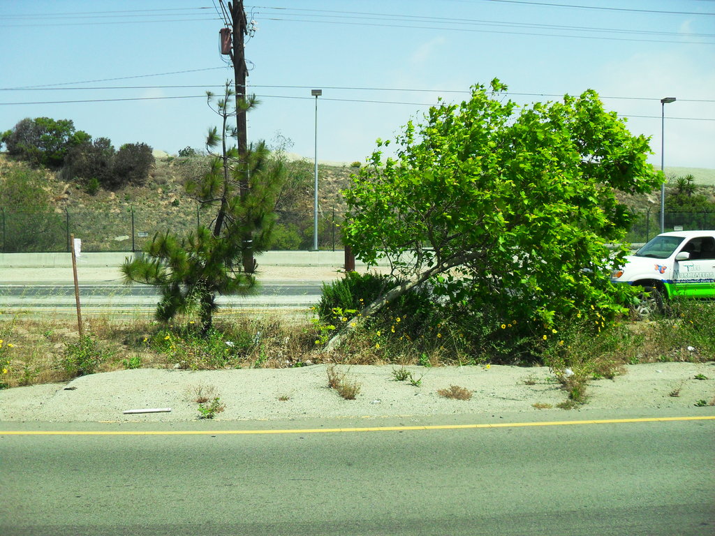 Save our Trees to the Sea