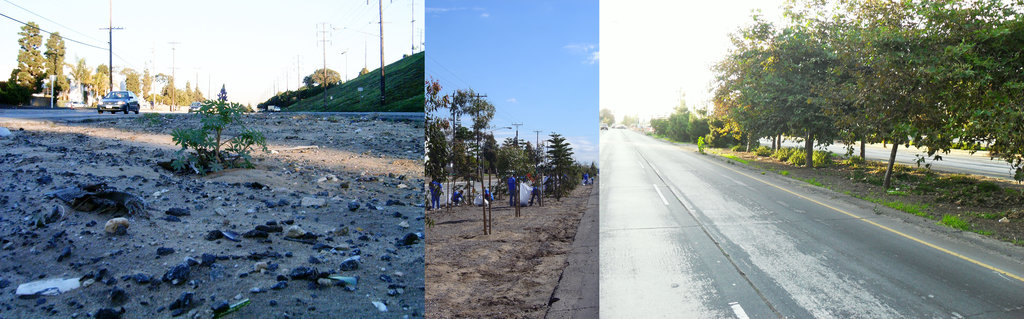 Save our Trees to the Sea