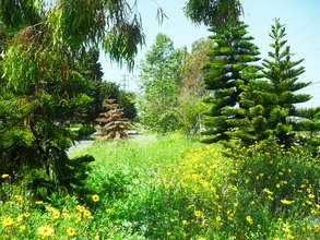 Healthy and sick trees