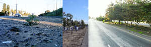 Trees to the Sea: 2000, 2006 & 2010