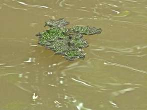 Algae-like substance growing on water surface_RS.jpg