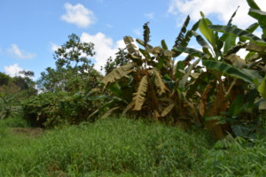 Spillage from pipeline destroying the vegetation