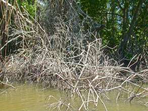 Mangrove tree dying prematurely_RS.jpg