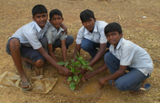 Provide 1000 plants to school planting program