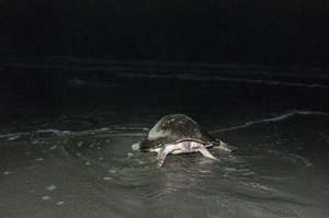 an olive ridley making her way back to the ocean