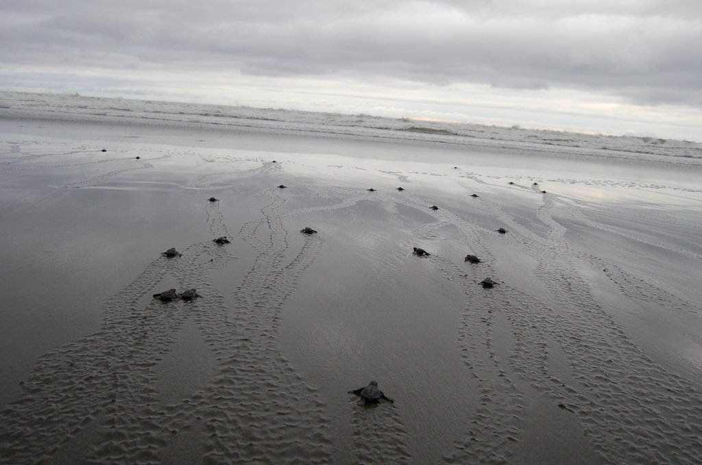 Grass Roots Sea Turtle Conservation, Costa Rica