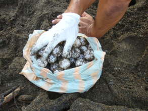 egg collection