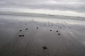 Hatchlings