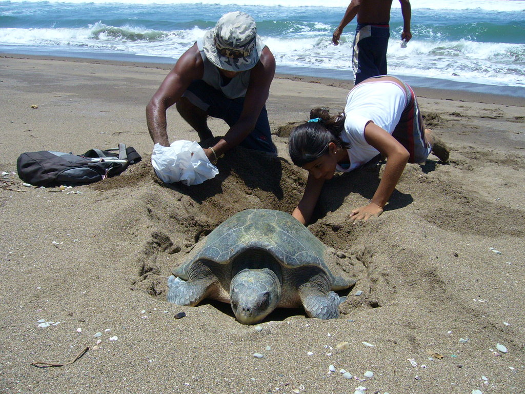 Grass Roots Sea Turtle Conservation, Costa Rica - GlobalGiving