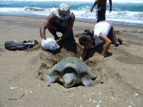 Grass Roots Sea Turtle Conservation, Costa Rica