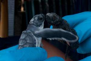pacific green hatching meeting an Olive Ridley!
