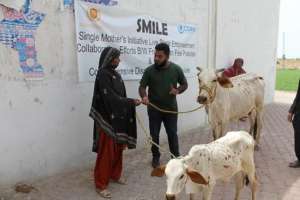 CDRS is giving cow and calf pairs to poor widows