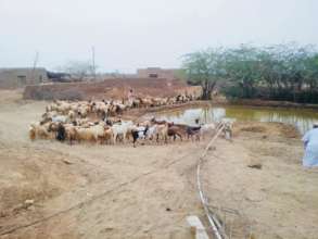 A pond formed from borehole provides for livestock