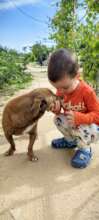 Little dog treated for a broken pelvis