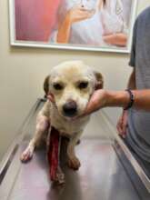Daisy was found like this and is under treatment