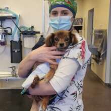 Alfie's bladder stone surgery was a success