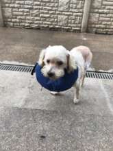 Bella after ligament surgery