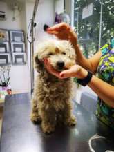 Bella as she looked when she arrived at the Center